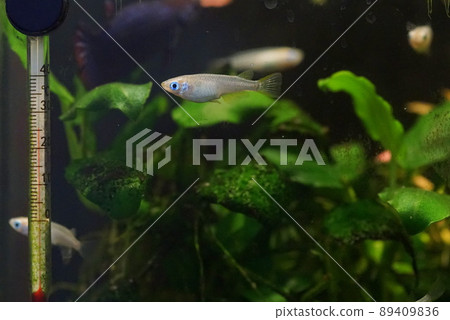 Aomedaka fish tank Aomedaka fish tank 89409836