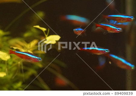 紅衣主教 Tetra 熱帶魚缸 紅衣主教 Tetra 熱帶魚缸 89409839
