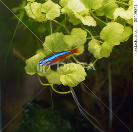 Cardinal Tetra Tropical Fish Tank Cardinal Tetra Tropical Fish Tank 89409841