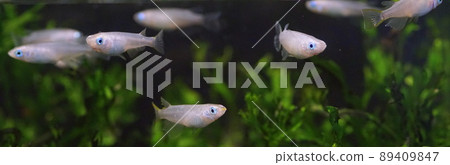 Aomedaka fish tank Aomedaka fish tank 89409847