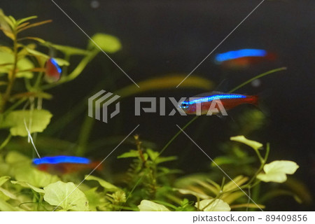 Cardinal Tetra Tropical Fish Tank Cardinal Tetra Tropical Fish Tank 89409856