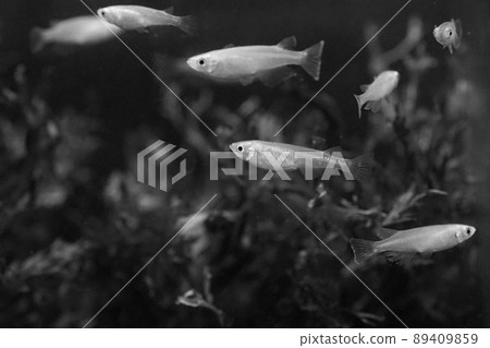 Aomedaka fish tank Aomedaka fish tank 89409859