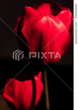 鬱金香_紅花_修圖技術_照片修圖_花卉纖維 鬱金香_紅花_修圖技術_照片修圖_花卉纖維 89409995