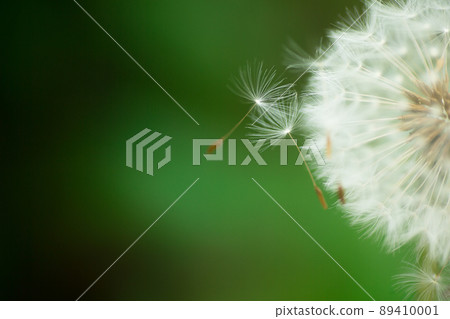 Dandelion fluff that seems to fly at any moment Dandelion fluff that seems to fly at any moment 89410001