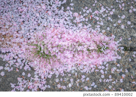 Scattered cherry blossom petals 89410002
