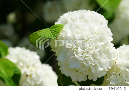 White albopictus flower White albopictus flower 89410043