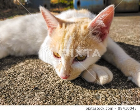 A cat spending time in the warm sunshine 89410045