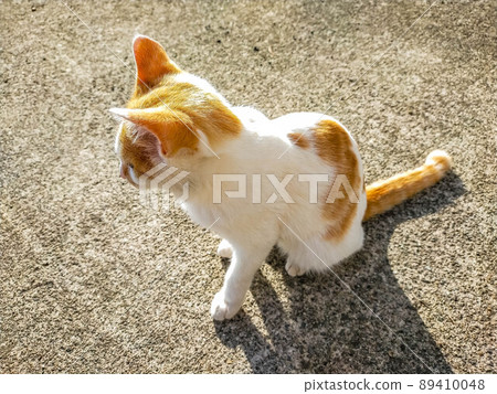 A cat spending time in the warm sunshine A cat spending time in the warm sunshine 89410048