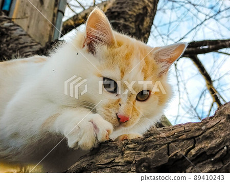 Kitten on a cherry tree Kitten on a cherry tree 89410243