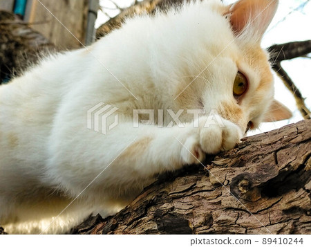 Kitten on a cherry tree Kitten on a cherry tree 89410244