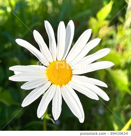 類似瑪格麗特的花朵，白色的花朵，leucanthemums，帶有黃色核心的白色花朵 89410634