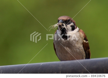 Sparrow collecting materials for chestnuts 89410676