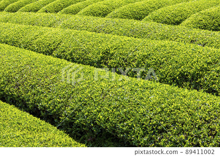 茶場 89411002