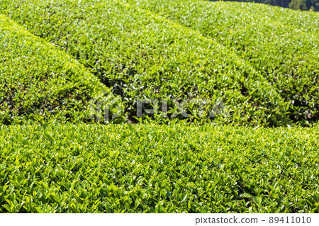 Tea field Tea field 89411010