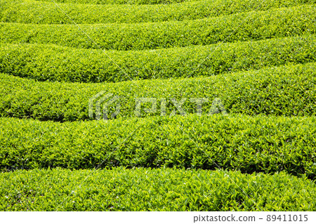 茶場 89411015