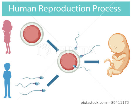 Human Reproduction process infographic Human Reproduction process infographic 89411173