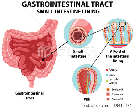 Diagram showing gastrointestinal tract small intestine lining Diagram showing gastrointestinal tract small intestine lining 89411174