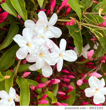 Good scented flowers, fragrant flowers, five-petaled white flowers 89411501
