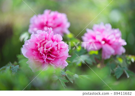 Pink Tree Peony 89411682