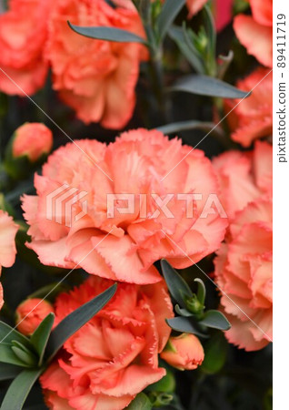 Carnation Mother's Day orange 89411719