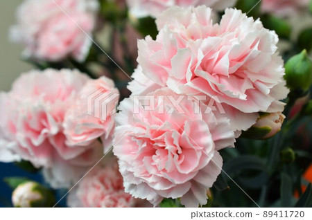 Carnation Mother's Day pink 89411720