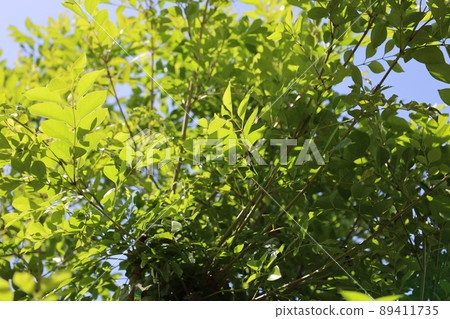 格里菲斯灰燼的春芽 89411735