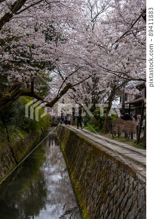 東山周邊的風景，京都的春天櫻花 89411883