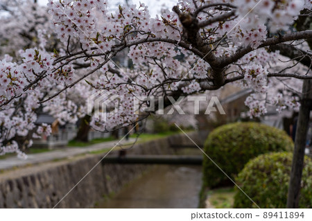 東山周邊的風景，京都的春天櫻花 89411894
