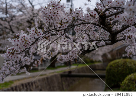 東山周邊的風景，京都的春天櫻花 89411895