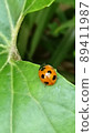 Ladybugs Mikke 89411987