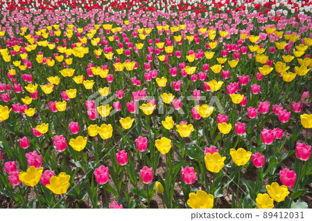 Tulips in full bloom Tulips in full bloom 89412031