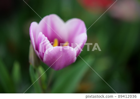 Light purple tulip 89412036