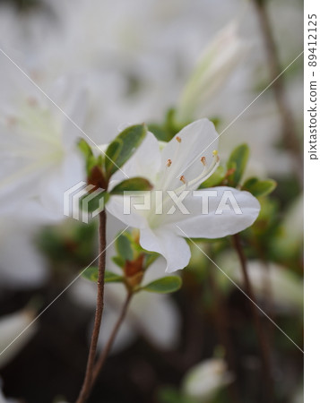  白花 89412125
