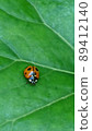 I found a ladybugs 89412140