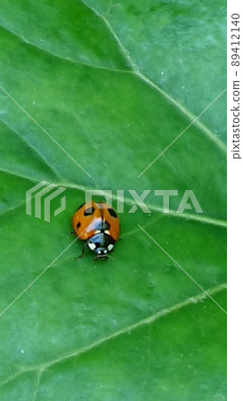 I found a ladybugs I found a ladybugs 89412140