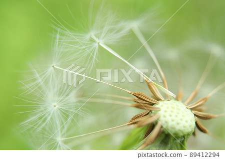 蒲公英的絨毛 蒲公英的絨毛 89412294