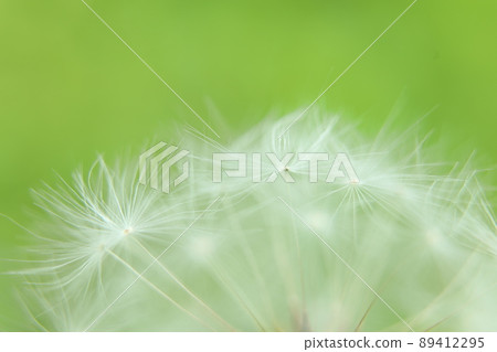 Dandelion's fluff Dandelion's fluff 89412295