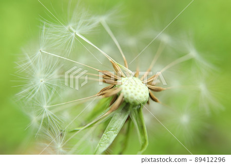 Dandelion's fluff Dandelion's fluff 89412296