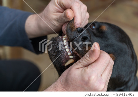 A man spoiling his big black dog. The owner pulls an adult male Rottweiler by the lip. A man spoiling his big black dog. The owner pulls an adult male Rottweiler by the lip. 89412402
