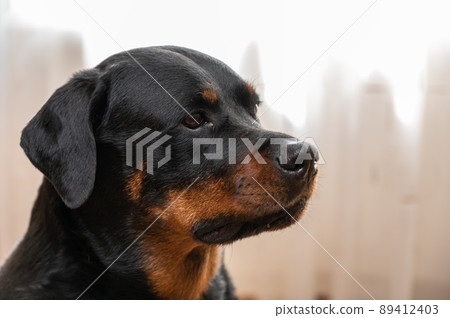 Portrait of a Rottweiler dog. Adult female sitting in front of a light background. Pets. Portrait of a Rottweiler dog. Adult female sitting in front of a light background. Pets. 89412403
