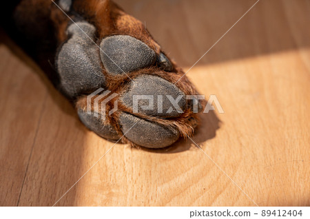 Close-up of a dog's paw. A paw with a healed wound. Hind limb of a Rottweiler lying on the brown floor. Close-up of a dog's paw. A paw with a healed wound. Hind limb of a Rottweiler lying on the brown floor. 89412404