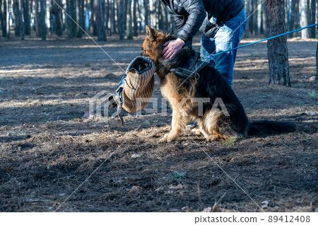 A German Shepherd sits and holds his bite sleeve in his mouth. An adult male stands by and strokes the pet. Dogs training for guard and guard duty. A German Shepherd sits and holds his bite sleeve in his mouth. An adult male stands by and strokes the pet. Dogs training for guard and guard duty. 89412408