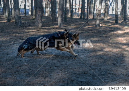 Two young dogs frolic in a pine forest. A male and a female German Shepherd play, chase, sniff, run and study each other. Without leashes. Animal socialization. Blurred motion. Two young dogs frolic in a pine forest. A male and a female German Shepherd play, chase, sniff, run and study each other. Without leashes. Animal socialization. Blurred motion. 89412409