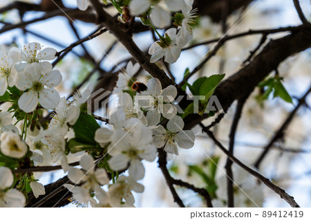 Bumblebee pollinating flowering branch of a cherry tree. Close-up of a white branch of a fruit tree. Bumblebee pollinating flowering branch of a cherry tree. Close-up of a white branch of a fruit tree. 89412419