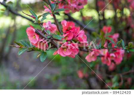 Pink hibiscus flowers. Flowering shrub. Close-up. Pink hibiscus flowers. Flowering shrub. Close-up. 89412420