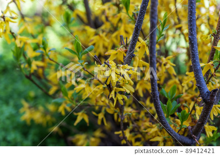 A bush with yellow flowers in close-up. Flowering Forsythia or disambiguation. Springtime. No people. Daytime. A bush with yellow flowers in close-up. Flowering Forsythia or disambiguation. Springtime. No people. Daytime. 89412421