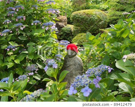 Gaku hydrangea, Jizo and mossy rocks Gaku hydrangea, Jizo and mossy rocks 89412479