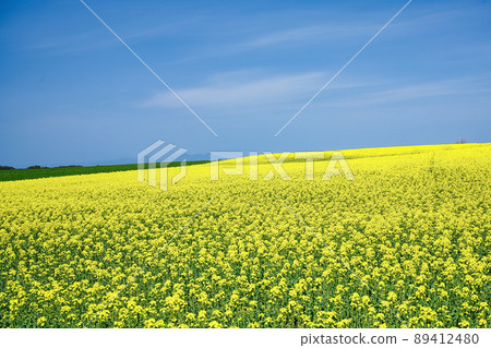 Rapeseed field 89412480