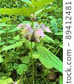 Perennial dead-nettle 89412481