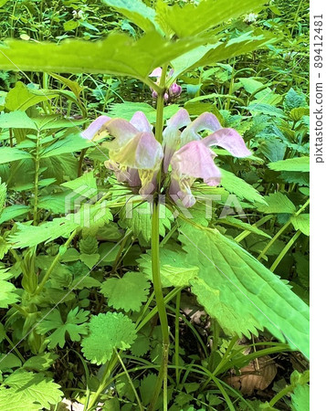 Perennial dead-nettle 89412481